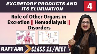 Excretory Products and its Elimination 04  Role of Other Organs in Excretion  Class11NEET [upl. by Ardnat984]