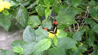 HD Video of a Heliconius Melpomene Butterfly at the Butterfly House at Pacific Science Center [upl. by Jaquith]