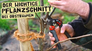 Gärtner erklärt den Pflanzschnitt bei Obstbäumen  Schnitt nach der Pflanzung mit vielen Beispielen [upl. by Willie320]