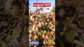 धनकुटाको किवि  Best kiwi of Dhankuta  Shorts  Kiwi Cultivation in Nepal [upl. by Amandy]