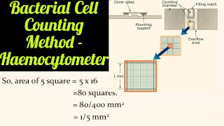 Bacterial Cell Counting  Haemocytometer  Colony counter method  Microbiology Notes [upl. by Bannerman183]