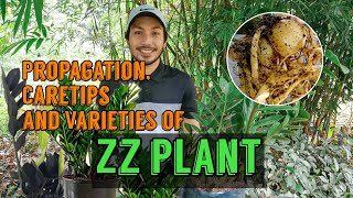 ZZ PLANT CARE TIPS AND PROPAGATION [upl. by Maeve]