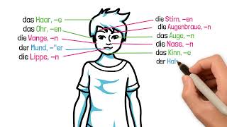 🧍 Körper und Körperteile Wortschatz  The Body Parts  Deutsch lernen  Learn German [upl. by Nosloc]