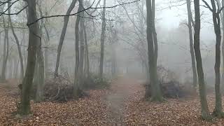 ASMR Foggy Forest in Autumn  SoftSpoken Slovak Nature  Relaxing Fall Vibes with Fog  Antistress [upl. by Aihseym]