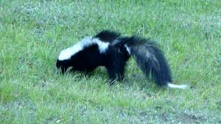 Mouffette rayée Striped skunk [upl. by Phil704]