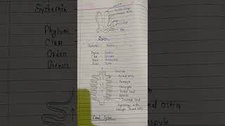 Sycon ka Canal system structure [upl. by Hanima]