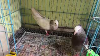 mukki joda sell 🔥 1800 fix ret pigeon bird kabutar top quality share [upl. by Wagoner]