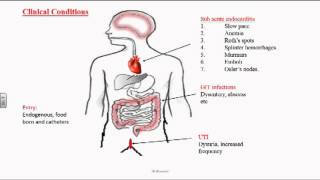 Enterococcus or Group D Streptococci [upl. by Dnomad]