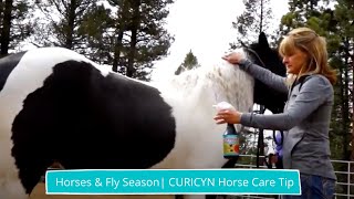 How to take care of a horse during fly season  CURICYN [upl. by Bekki659]