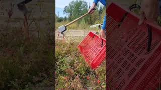 My special tools for picking berries harvesting cranberry lingonberry blueberry berryfarm [upl. by Mccowyn]