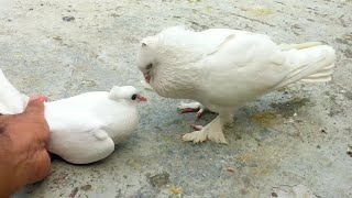 Pigeon Sounds To Attract Pigeons  Male Pigeon Super Performance  White Pigeon [upl. by Ahsiuqel]