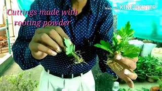 गुलदाउदी की कटिंगस लगाने का सबसे अच्छा तरीका सीखिए । Chrysanthemum cutting method [upl. by Thessa616]