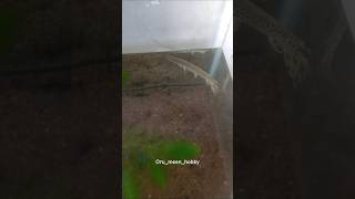 Alligator Gar feeding 🐊🦈ചീങ്കണ്ണി feeding vibesalligatorgar fish viralvideo aligatorgar [upl. by Fugate565]