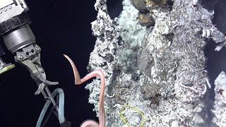 Deep Sea Video at East Pacific Rise [upl. by O'Connell]