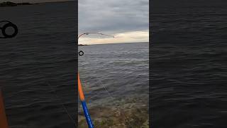 My first squid 🦑 fishing fish gopro outdoors squidding squid [upl. by Evania]