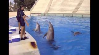 Entrenamiento Delfines  Aquópolis Costa Dorada [upl. by Ynoble]