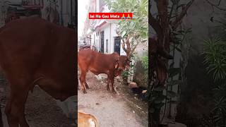 Gir Gaay 🐄  Gaiya Wala  Ranjan Pandey  Gir Cow  Animal  Cattle  Gaay  shorts gaiyawalababa [upl. by Beebe]