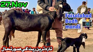 Today Latest Update Faisalabad Bakra Mandi  pardesi Mandi  November 27 2024 [upl. by Any]