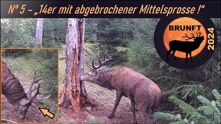 Nº 5  „Auffälliger 14er mit abgebrochener Mittelsprosse “  Brunfthirsche im Videoporträt [upl. by Annodas737]