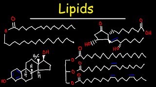 Lipids  Fatty Acids Triglycerides Phospholipids Terpenes Waxes Eicosanoids [upl. by Kcerred]