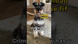 Crimes my Schnauzer has Committed👀 minischnauzer [upl. by Idid]