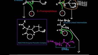 Penicillin Mechanism of Inhibition of Transpeptidase [upl. by Whitford]