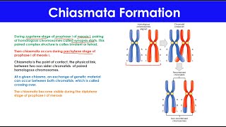 Chiasmata Formation  Meiosis  Cell Cycle [upl. by Priest197]