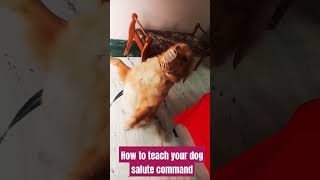 Dog training commands Salutebestguarddog dogtraining funny guarddogbreeds dogtrainer pets lab [upl. by Ana]