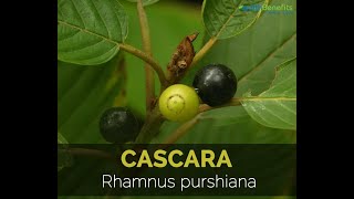 Cascara plantRhamnus purshiana explain pharmacologicalproperties laxative containing anthraquione [upl. by Ansell]