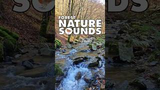 💚 Nature Sounds Relaxing Nature Sounds Forest 60 Seconds of Calm shorts 151 [upl. by Joly917]