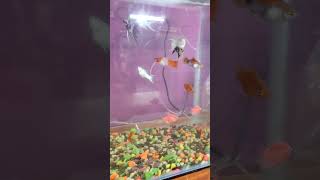 How to breed Molly Fish in a tank shorts short shortvideo viral trending fish reels new v2 [upl. by Tarrel]