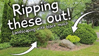 Landscaping around large bushes With Vigoro Black Mulch from Home Depot [upl. by Tracey]