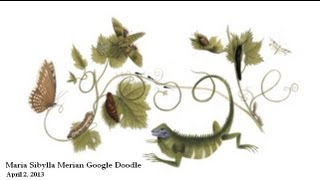 Maria Sibylla Merian Google Doodle [upl. by Aksel]