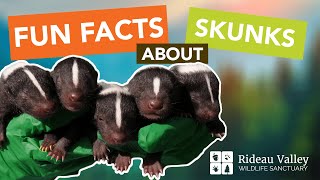 Fun Facts About Skunks [upl. by Chelsey91]