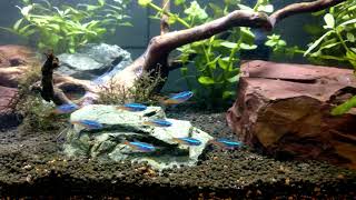 Neon Tetras and harlequin rasboras playing in water current 4K [upl. by Forta]