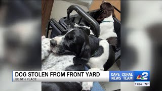 Dognapper steals 13weekold puppy from Cape Coral front yard [upl. by Ennavoj]