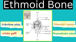 Ethmoid Bone  Cribriform plate crista galli perpendicular plate and sinuses of the ethmoid bone [upl. by Noed375]