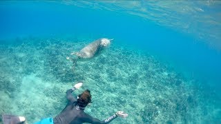 Free Diver Nearly Attacked By Giant Seal Hawaii  Jiggin With Jordan [upl. by Aenat]