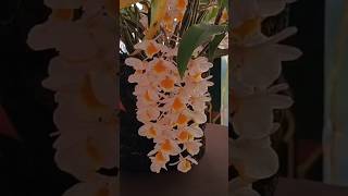 Beautiful dendrobium farmery [upl. by Annayrb]