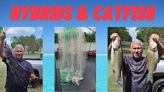 Percy Priest Lake Hybrids and Catfish [upl. by Karlyn708]