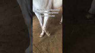 Fist bump tutorial tutorials equestrian horsemanship comment ytshorts cutepony handshake [upl. by Asel]