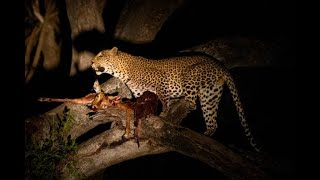 Lioness watching her cub being eaten by a leopard [upl. by Leaffar785]