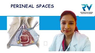 Superficial amp Deep Perineal Spaces by Dr Rajitha Vanga [upl. by Rinna]