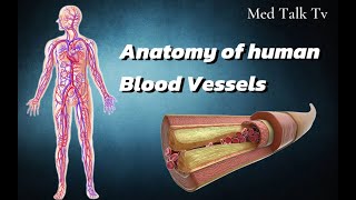 Anatomy of Blood Vessels of human bodyeducation science viralvideo [upl. by Abihsat]