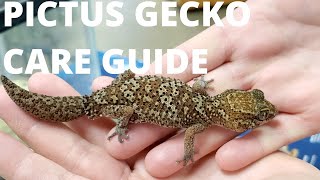 Pictus Gecko Care Guide [upl. by Anigar]