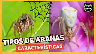 🕷️TIPOS DE ARAÑAS🕸️ Especies de arañas 🕷️Caracteristicas Datos interesantes🕸️ [upl. by Peadar]