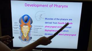 Embryology of GIT  Part I by Dr Vijaya  Tongue Pharynx amp General Concepts [upl. by Pontus]