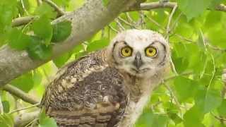 Baby Great Horned Owl headbobbing [upl. by Nreval]