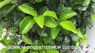 Viburnum odoratissimum lucidum Garden Center online Costa Brava  Girona [upl. by Mathilde]