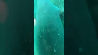 Glass Bottom Boat Adventure Manatees amp Crystal Clear Views at Silver Springs [upl. by Free97]